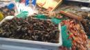 Goose barnacles- local delicacy